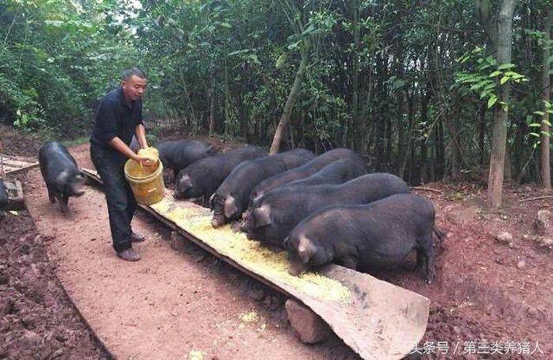 怀宁养殖场：现代农业生产背后的绿意盎然
