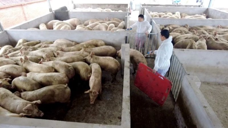 农家猪养殖业的绿色生态之路